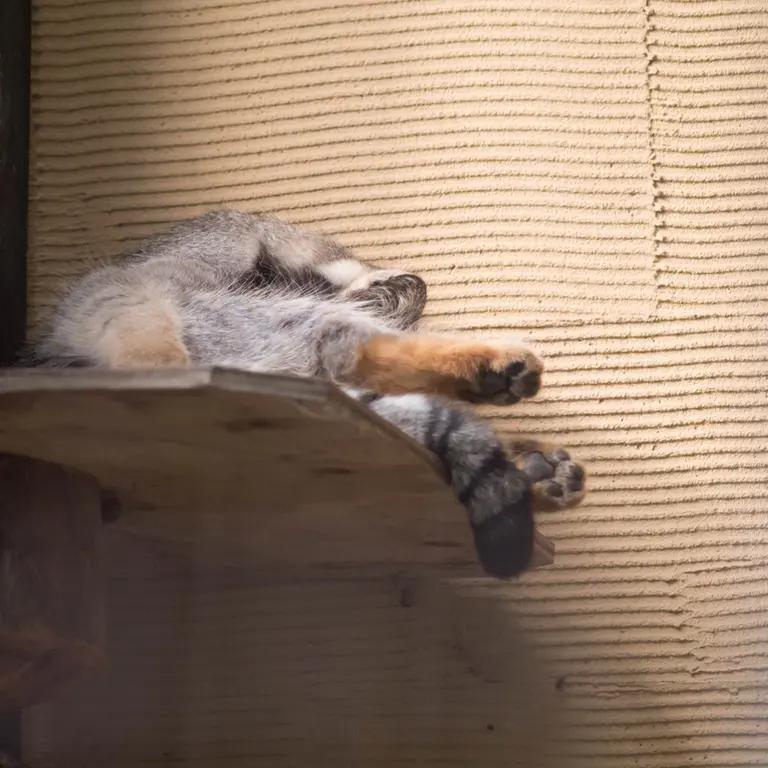 旭山動物園のヒデの写真