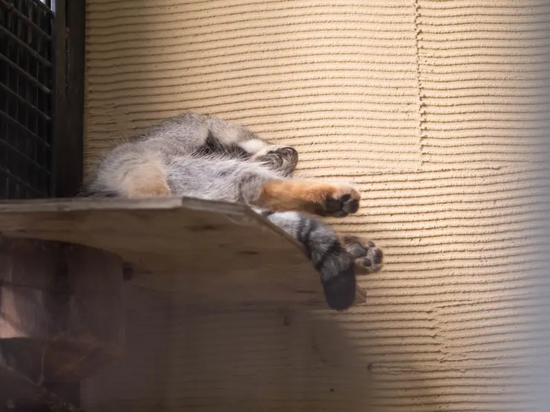 旭山動物園のヒデの写真