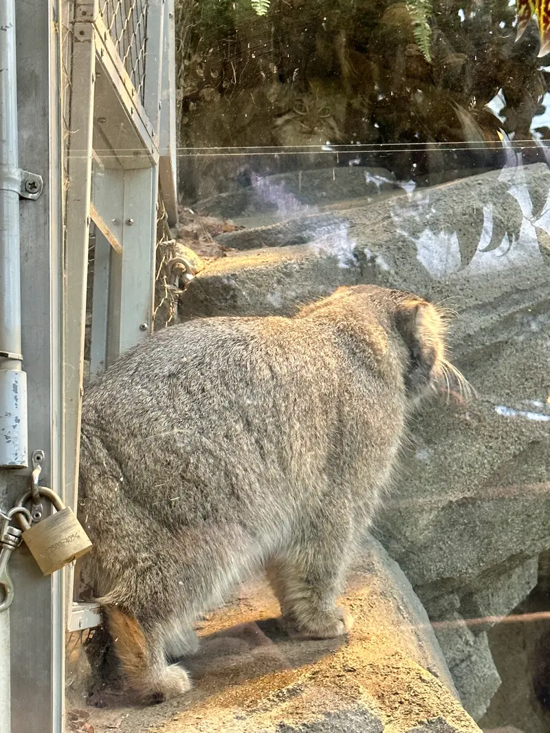 神戸どうぶつ王国のアズとナルの写真