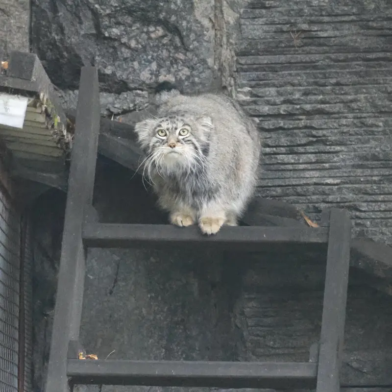 モスクワ動物園のティモフェイの写真