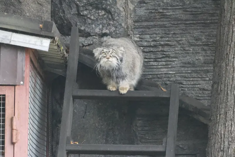 モスクワ動物園のティモフェイの写真