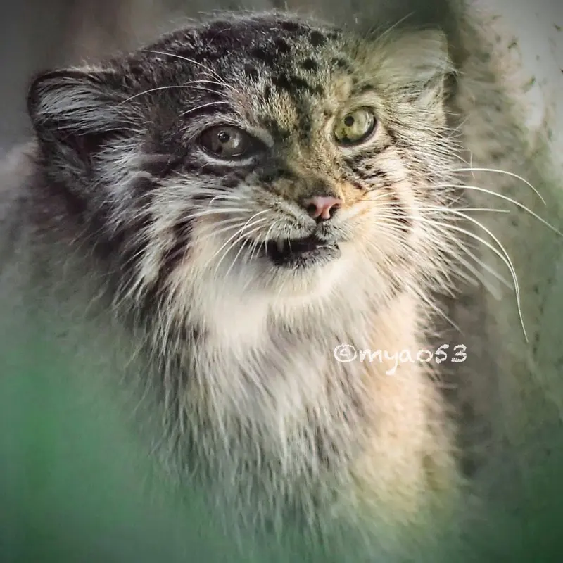 東山動植物園のハニーの写真