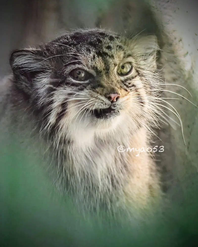 東山動植物園のハニーの写真