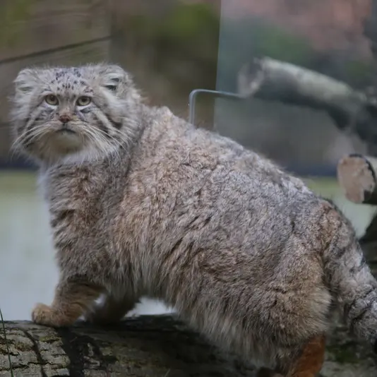 グダニスク動物園のマヌエルの写真