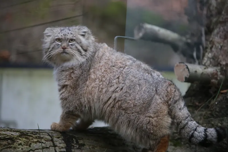 グダニスク動物園のマヌエルの写真