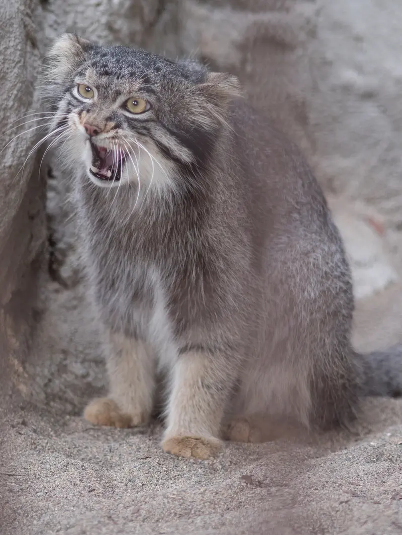 野毛山動物園のフィーガの写真