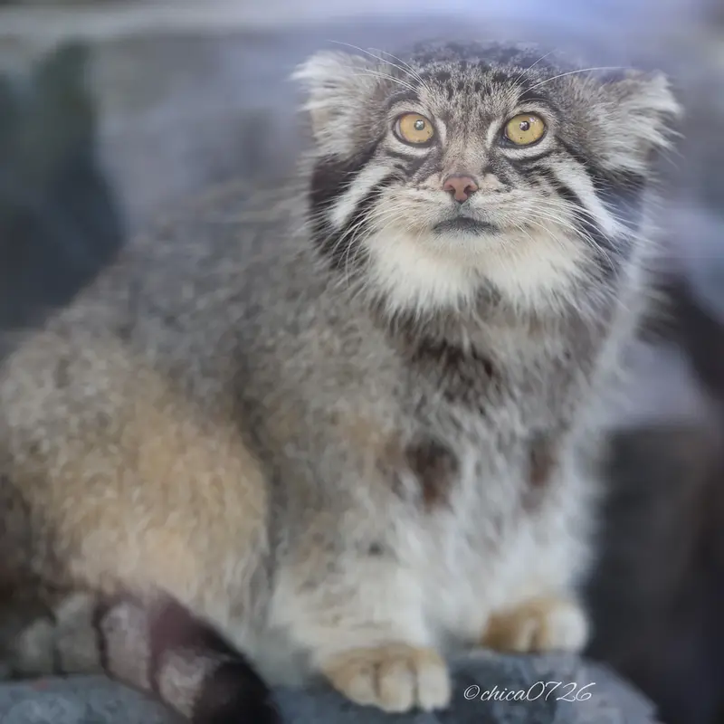 旭山動物園のグルーシャの写真