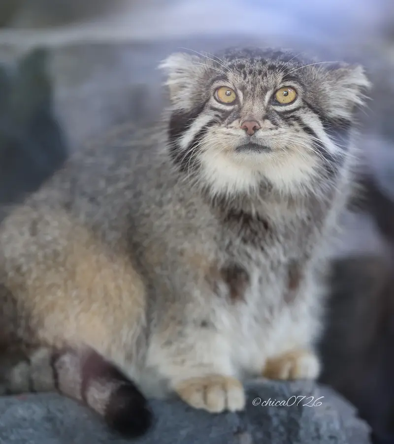 旭山動物園のグルーシャの写真