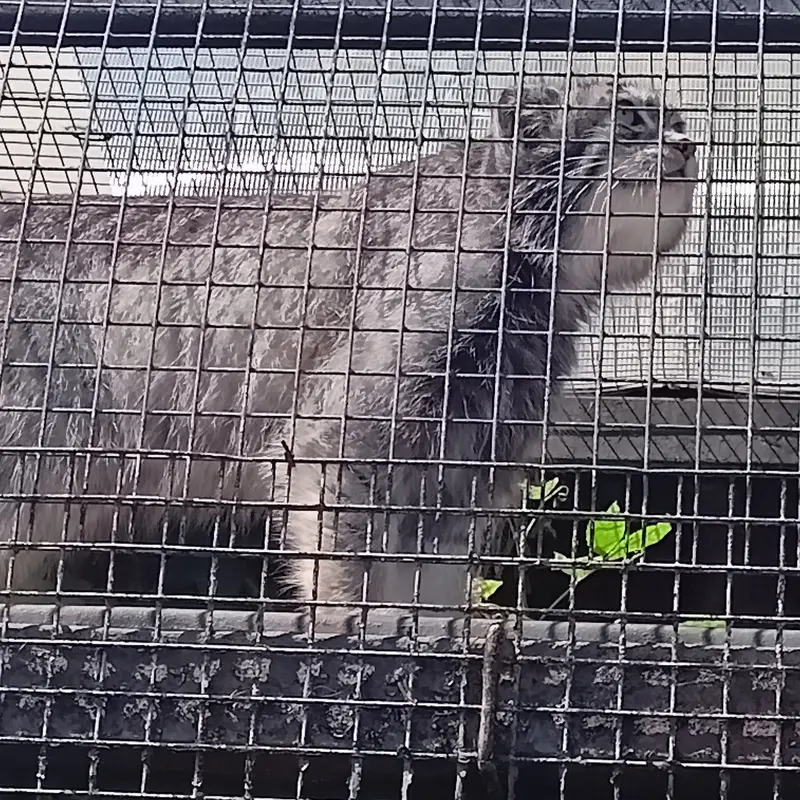 レニングラード動物園のシューの写真