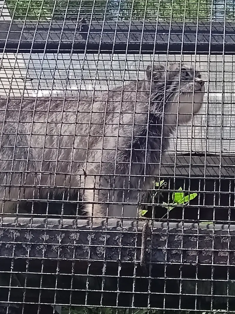 レニングラード動物園のシューの写真