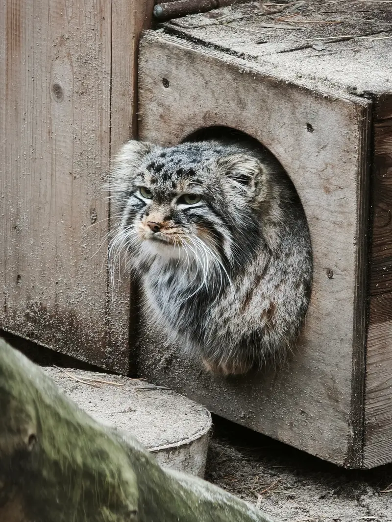 ノヴォシビルスク動物園のレオンの写真