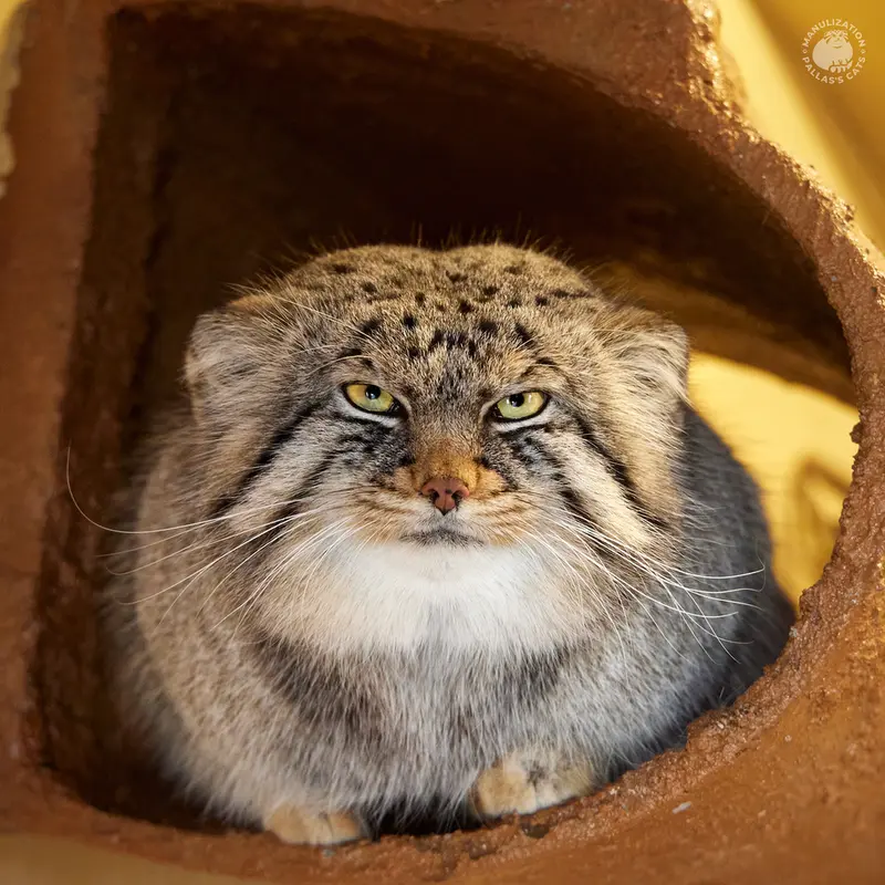 埼玉県こども動物自然公園のロータスの写真