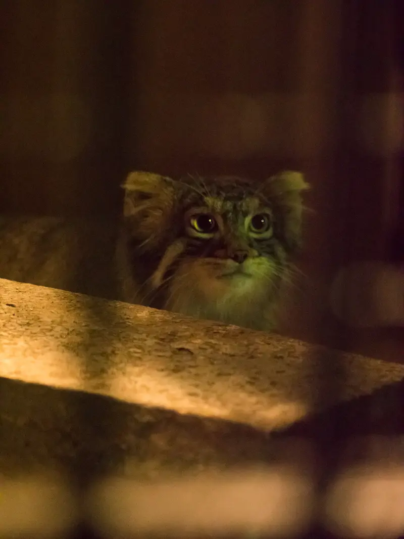 野毛山動物園のフィーガの写真
