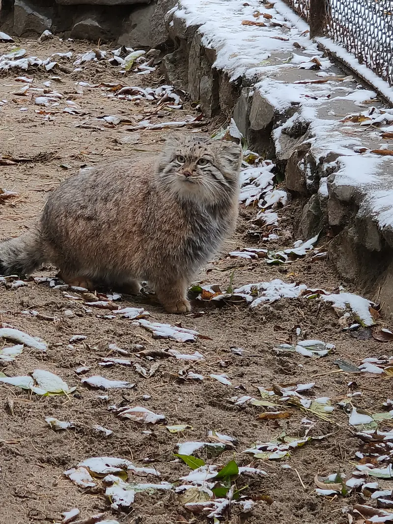 ノヴォシビルスク動物園のスネジャナの写真