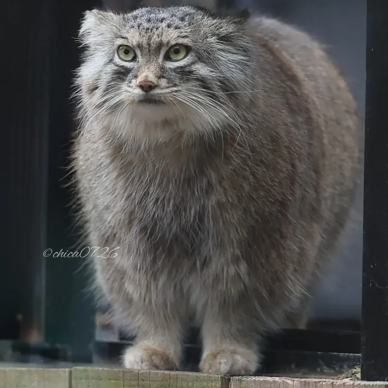 埼玉県こども動物自然公園のオリーヴァの写真