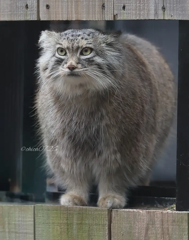埼玉県こども動物自然公園のオリーヴァの写真