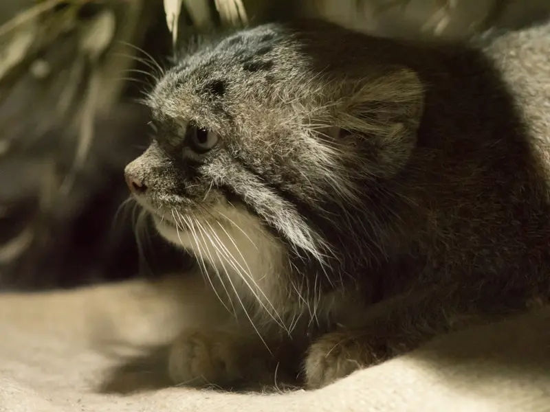 恩賜上野動物園のクリョンの写真
