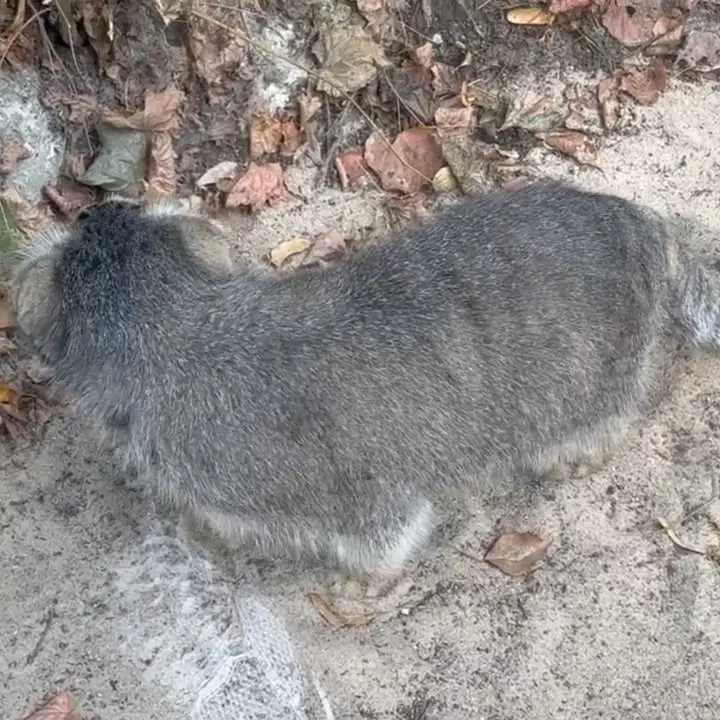 ポズナン新動物園のボジェンカの写真