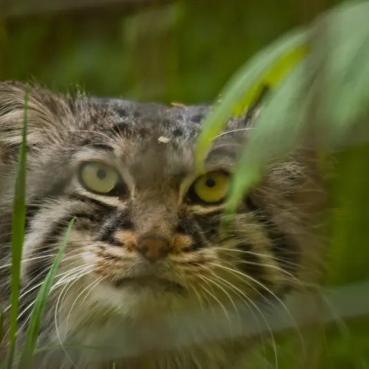 ザールブリュッケン動物園のカール・ハインツの写真