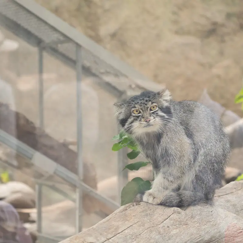 神戸どうぶつ王国のナルの写真