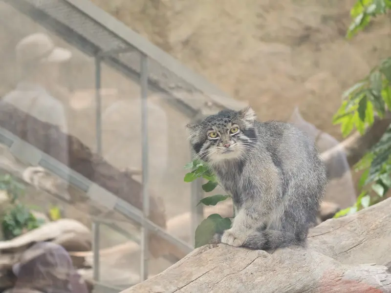 神戸どうぶつ王国のナルの写真