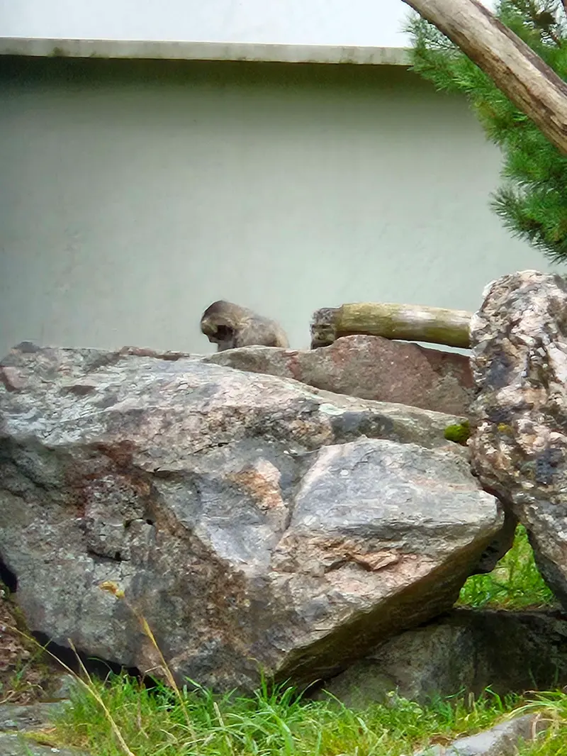 コルケアサーリ動物園のステンとサイミの写真