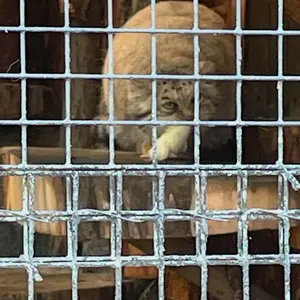 レニングラード動物園のナミカの写真