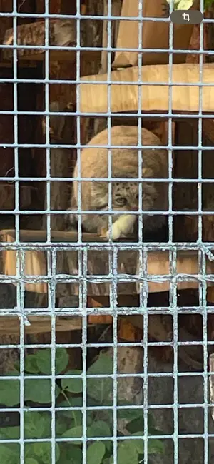 レニングラード動物園のナミカの写真