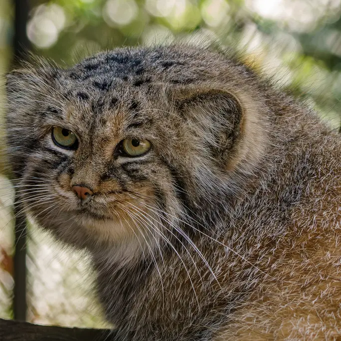 ブルノ動物園のマヌの写真