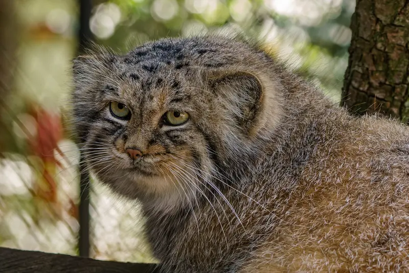 ブルノ動物園のマヌの写真