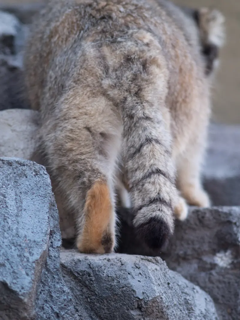 旭山動物園のグルーシャの写真