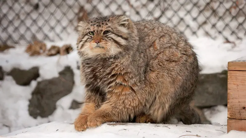 Novosibirsk Zooのゼレノゴルスクの動画