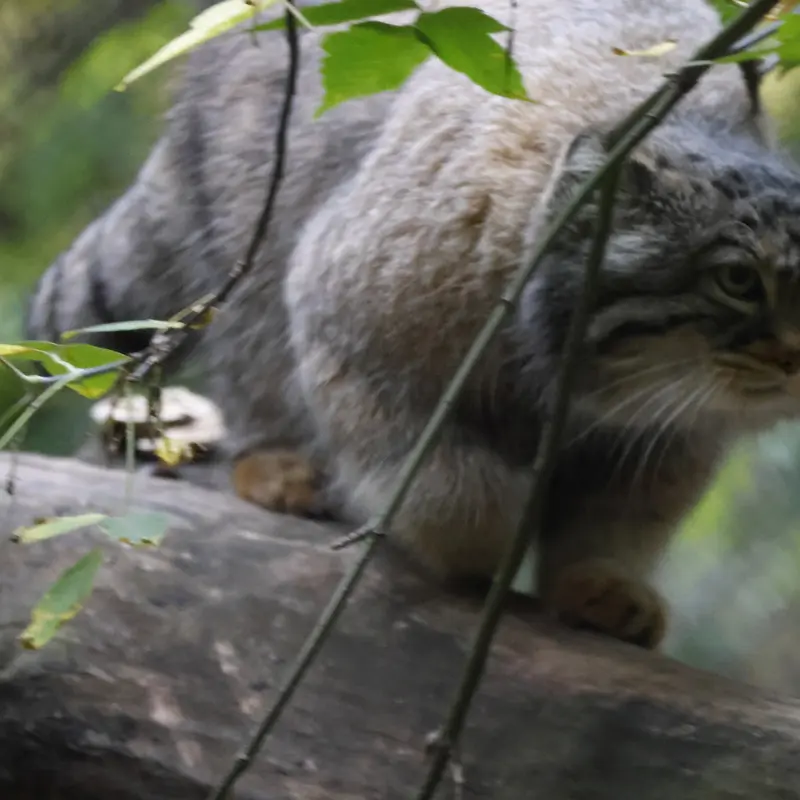 ノヴォシビルスク動物園のゾーシャの写真