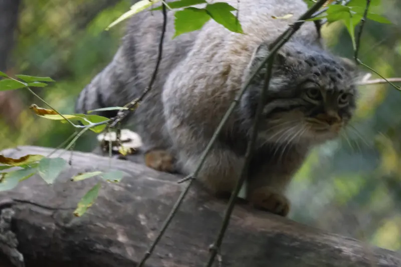 ノヴォシビルスク動物園のゾーシャの写真
