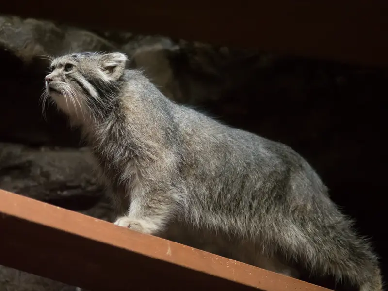 恩賜上野動物園のクリョンの写真