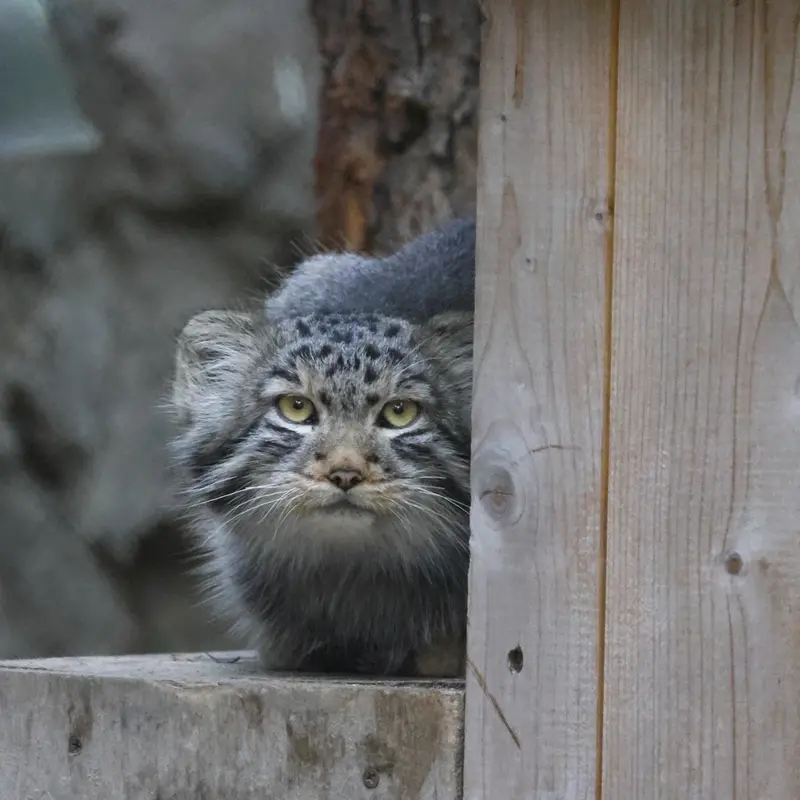 ノヴォシビルスク動物園のロロの息子 b.2026 Ⅱの写真