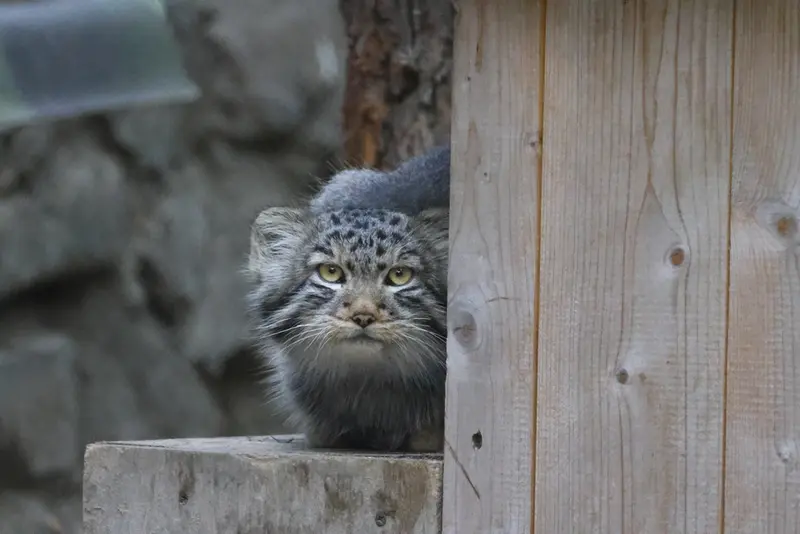 ノヴォシビルスク動物園のロロの息子 b.2026 Ⅱの写真