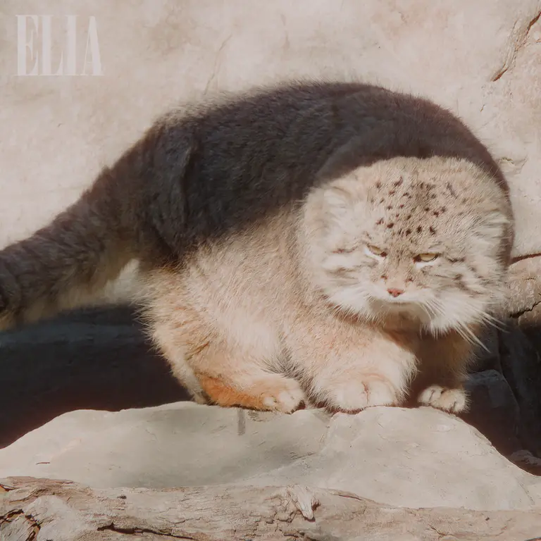 カルガリー動物園 / ワイルダー研究所のオラフの写真