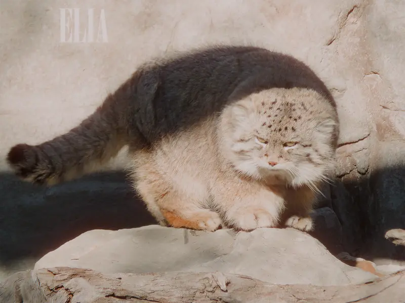 カルガリー動物園 / ワイルダー研究所のオラフの写真