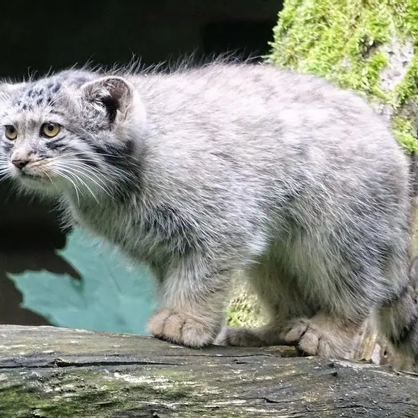 コルケアサーリ動物園のポンポネットの写真