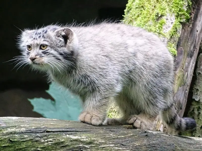 コルケアサーリ動物園のポンポネットの写真