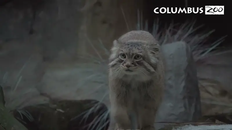 コロンバス動物園・水族館のムース、ティーナとマンダの動画