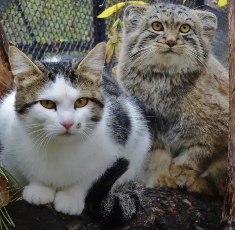 ノヴォシビルスク動物園のレフの写真