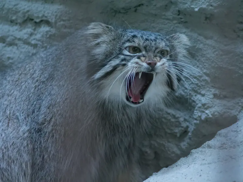 野毛山動物園のフィーガの写真