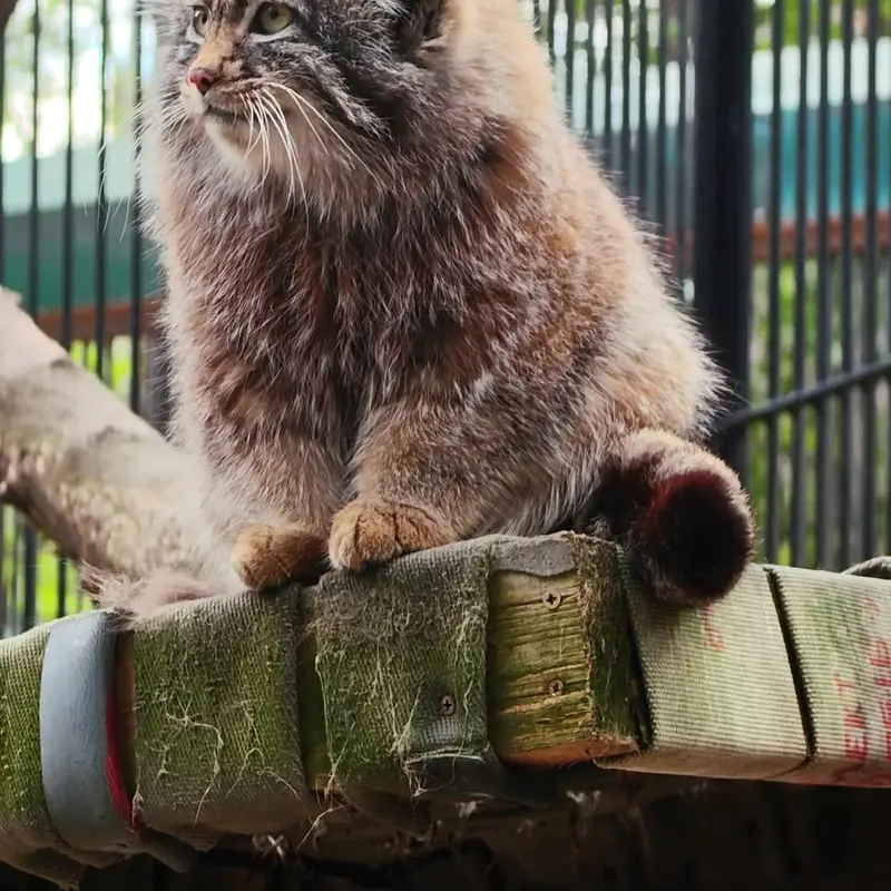 ノヴォシビルスク動物園のマヌルネコの写真