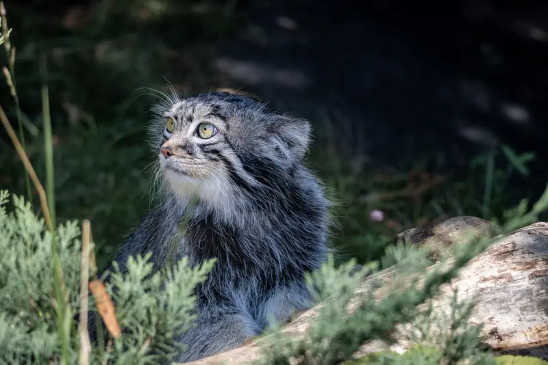 モスクワ動物園のティモフェイの写真