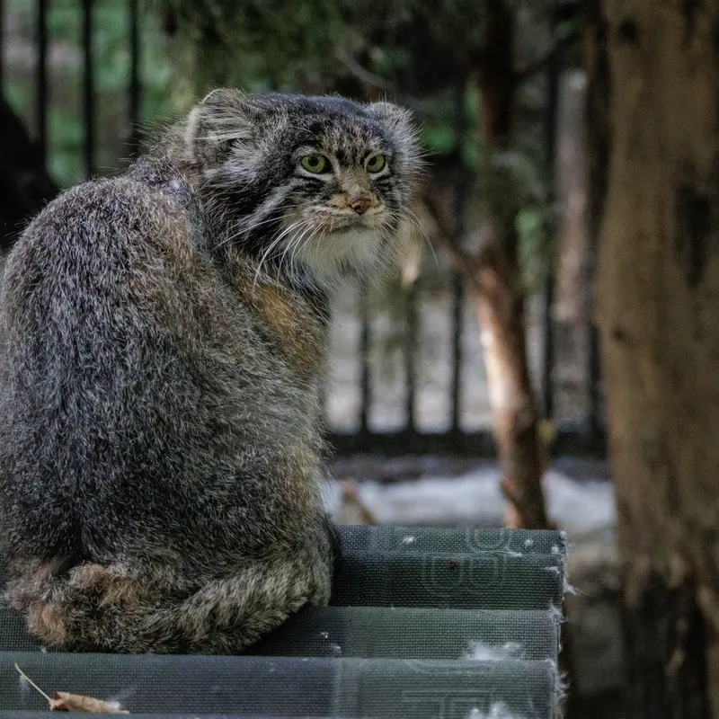 ノヴォシビルスク動物園のマリクの写真