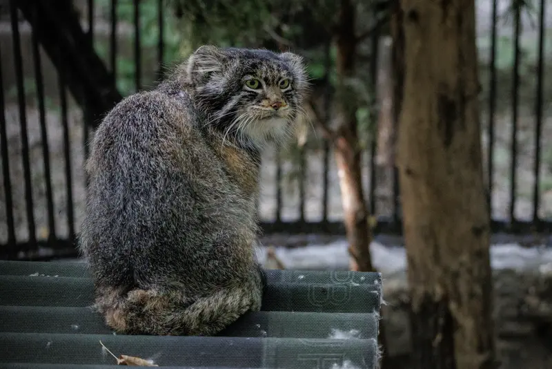 ノヴォシビルスク動物園のマリクの写真