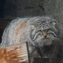 モスクワ動物園のヴァルヴァラの写真