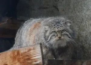 モスクワ動物園のヴァルヴァラの写真